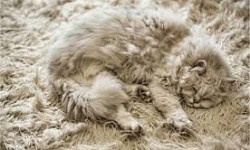 Carpet Cleaning Spokane® (Lund’sCarpet Cleaning) - Carpet Cleaning Service for Pets